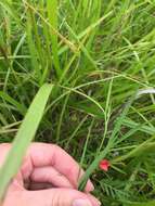 Image of Round-seeded Vetchling