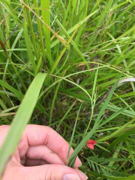 Image of Round-seeded Vetchling