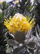 Image of Leucospermum conocarpodendron subsp. conocarpodendron