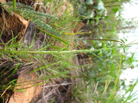 Image of Sieruela conrathii (Burtt Davy) Roalson & J. C. Hall