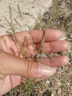 Image of Hyssop-Leaf Bugseed