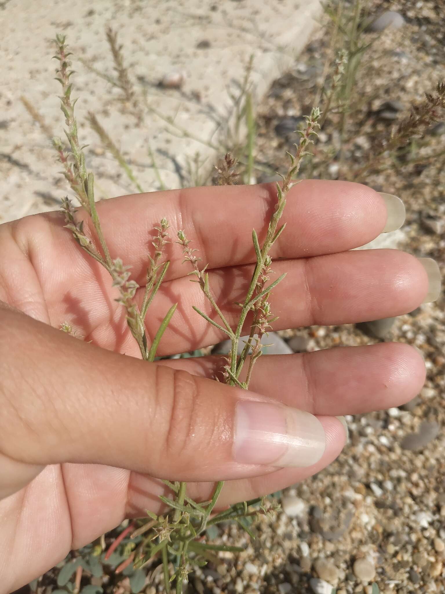 Image of Hyssop-Leaf Bugseed