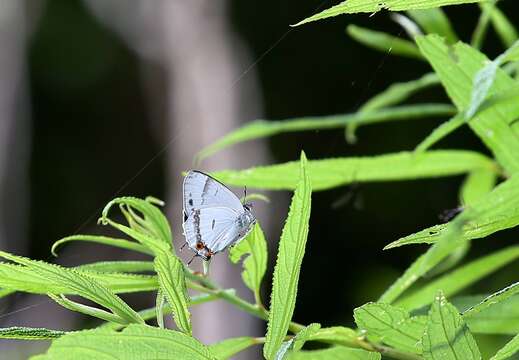 Image de Chrysozephyrus ataxus (Westwood 1851)