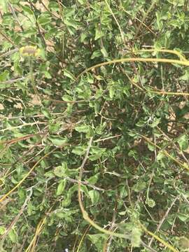 Sivun Encelia asperifolia (S. F. Blake) C. Clark & D. W. Kyhos kuva