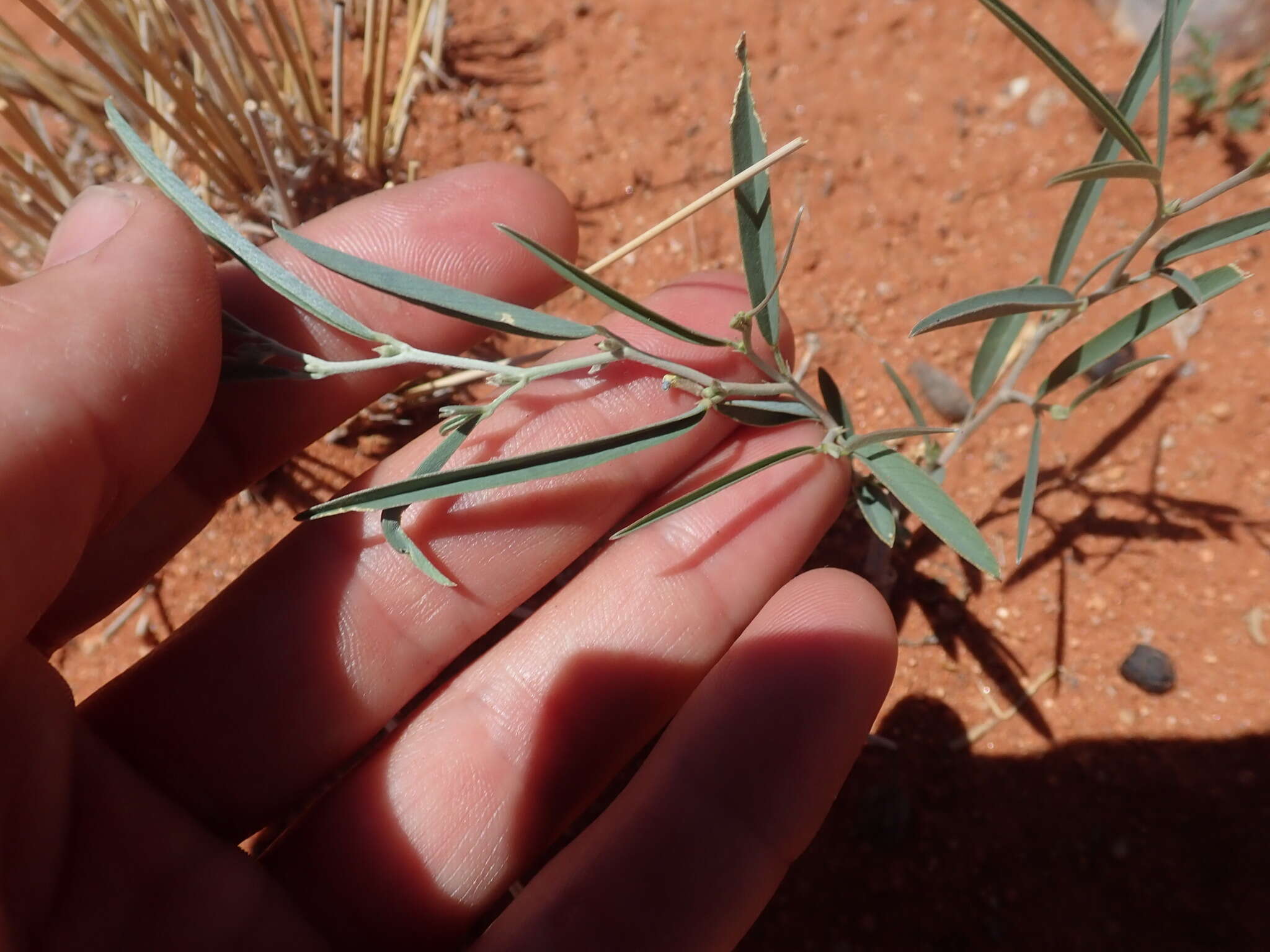 Image of Ptycholobium biflorum subsp. biflorum