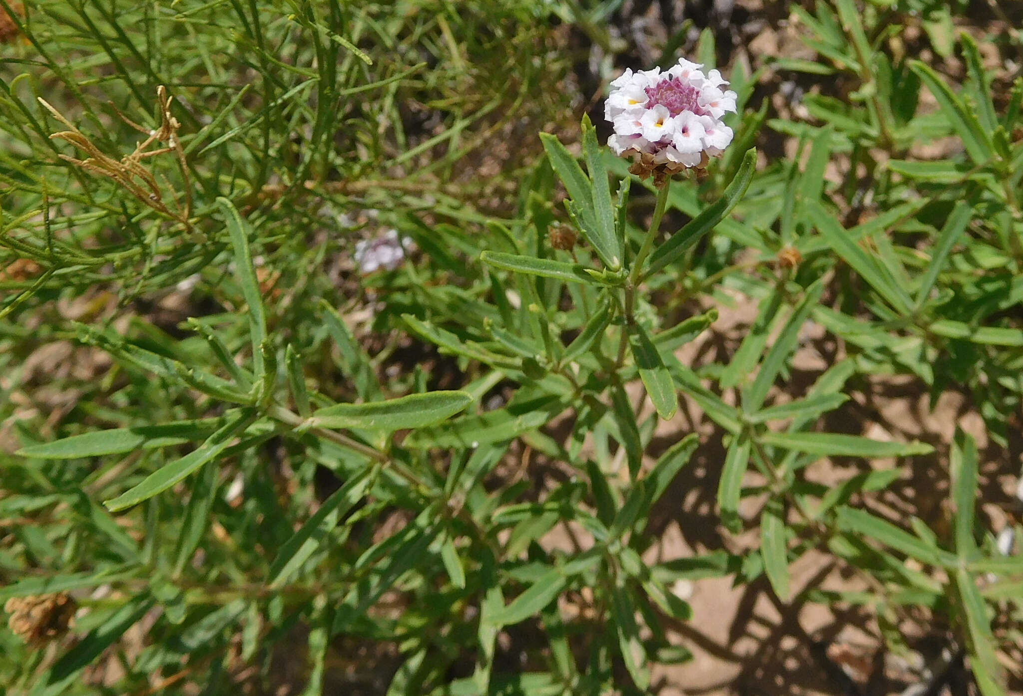 Plancia ëd Phyla cuneifolia (Torr.) Greene