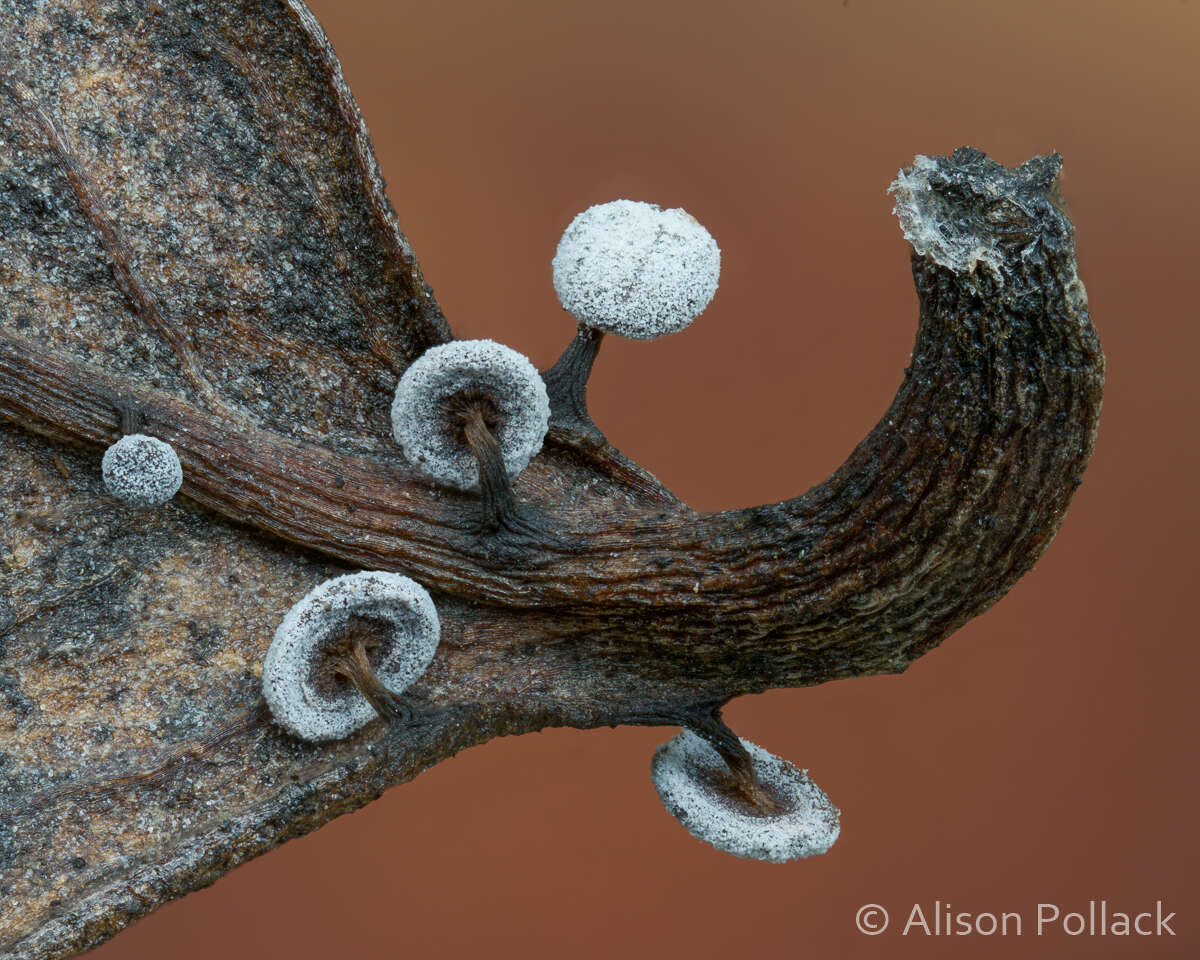 Image of Didymium clavus