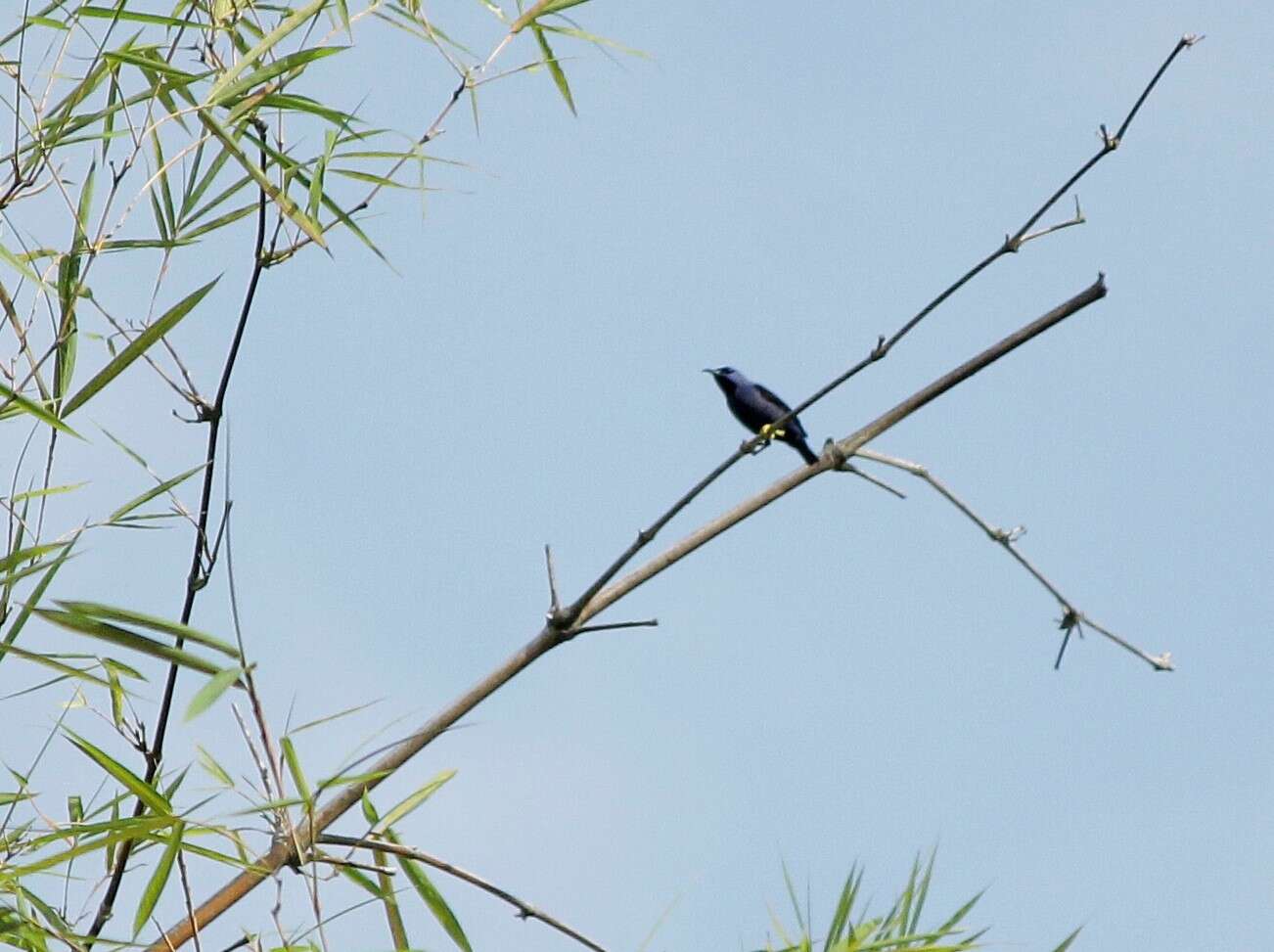 Imagem de Cyanerpes caeruleus (Linnaeus 1758)