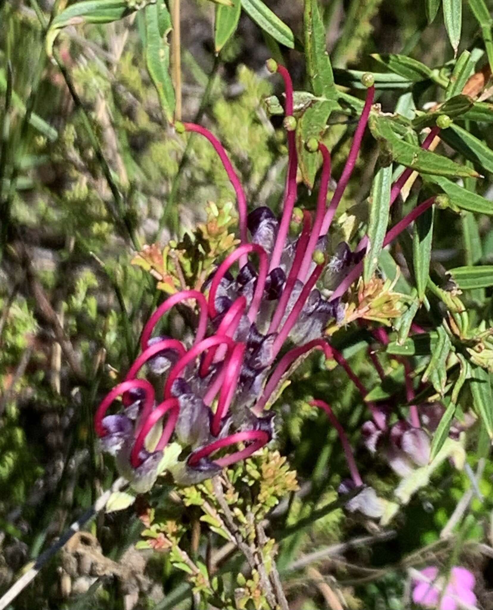 Image of Grevillea acanthifolia subsp. stenomera (F. Müll. ex Benth.) Mc Gill.