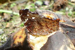 Imagem de Hypanartia trimaculata