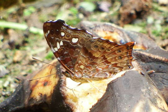 Image de Hypanartia trimaculata