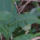 Image of Nicotiana amplexicaulis N. T. Burbidge