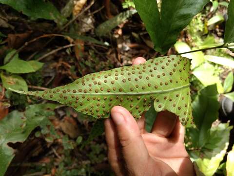 Image of Incised Halberd Fern