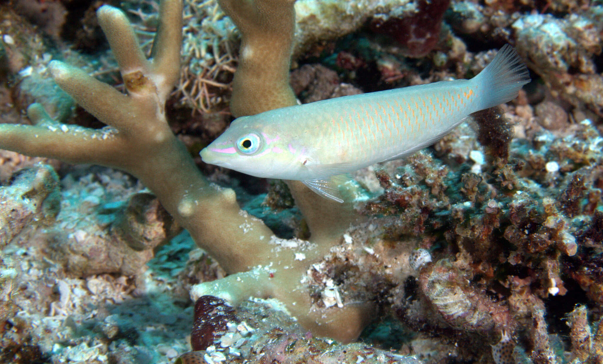 Image of Threespot wrasse