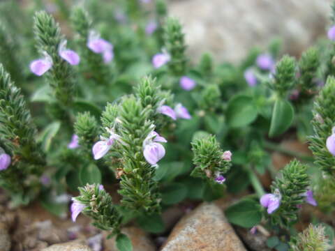 Image of Justicia procumbens var. hirsuta Yamam.