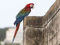 Image of Red-and-green Macaw