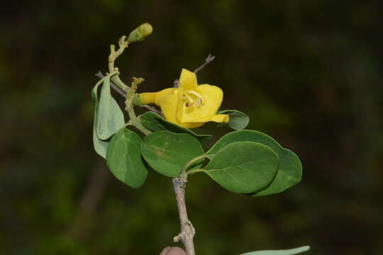 Image of Asian bushbeech