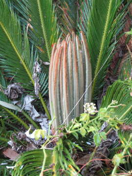 Image of Fern Palm