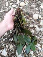 Image of Native Pondweed