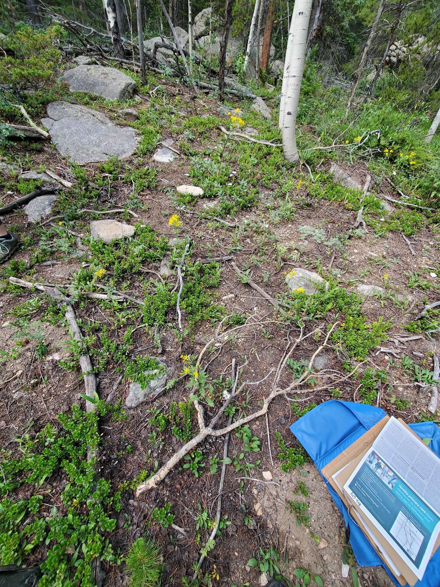 Image of King's ragwort