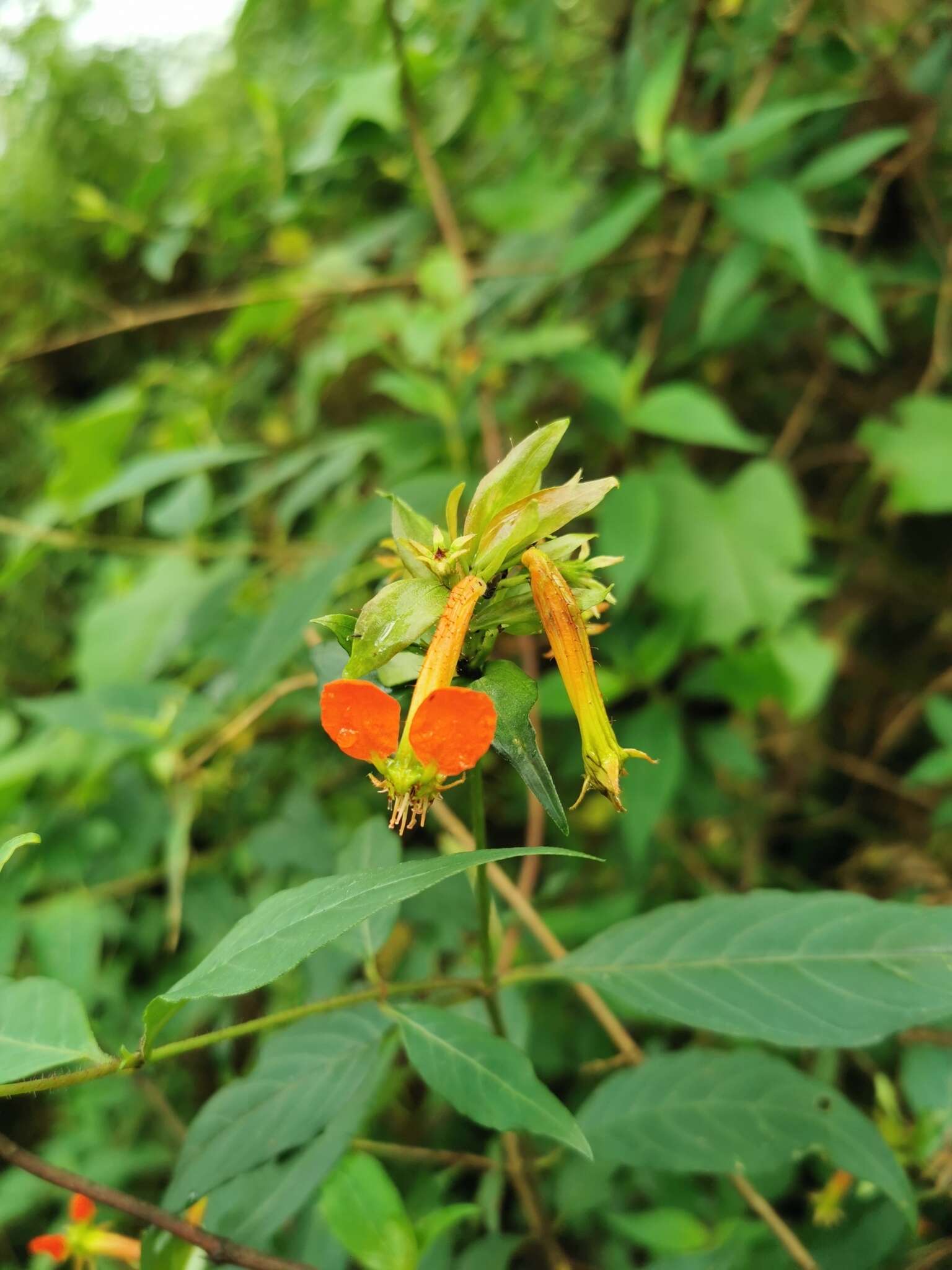 Cuphea spectabilis S. A. Graham的圖片