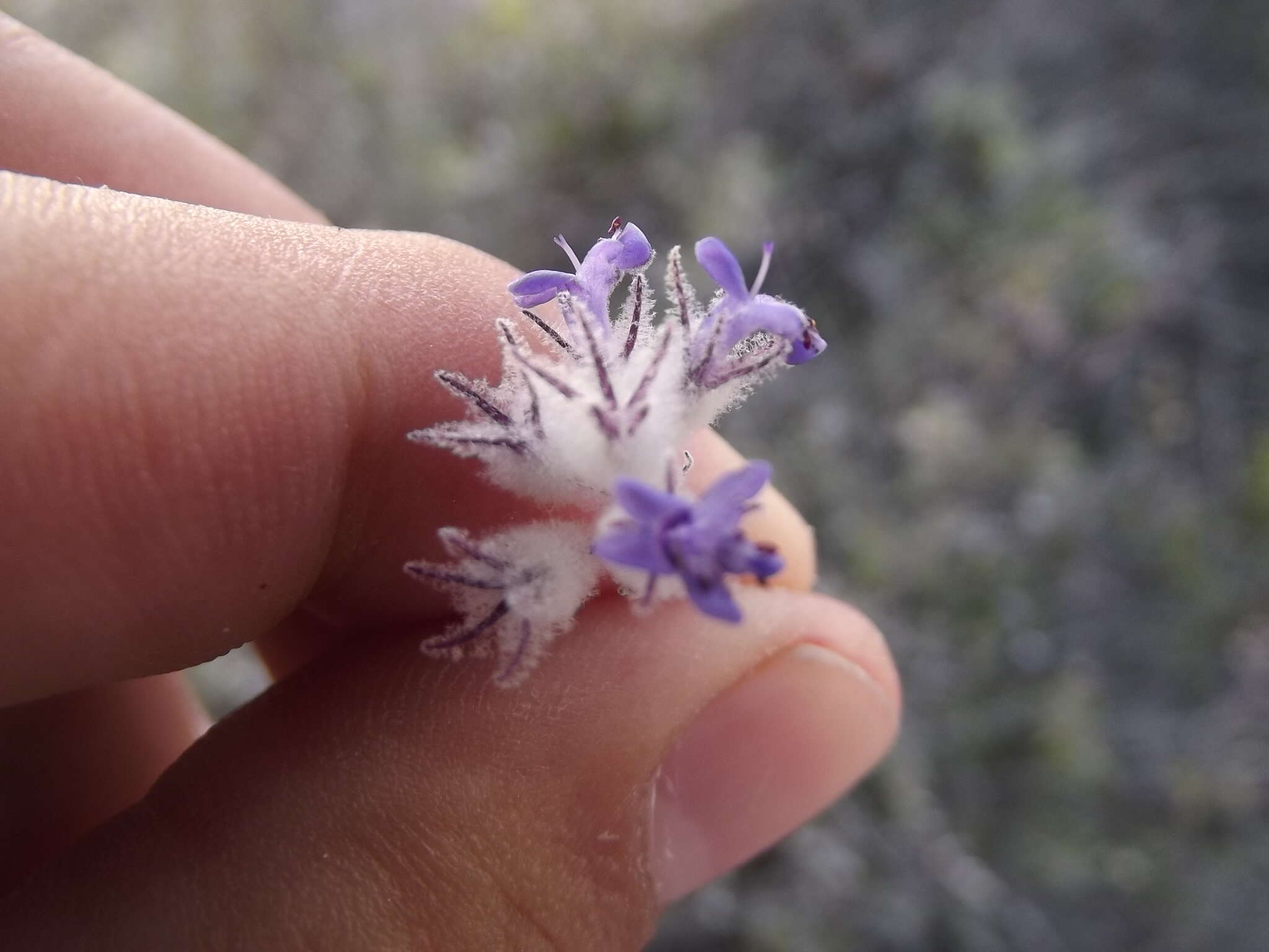 Image of Condea laniflora (Benth.) Harley & J. F. B. Pastore