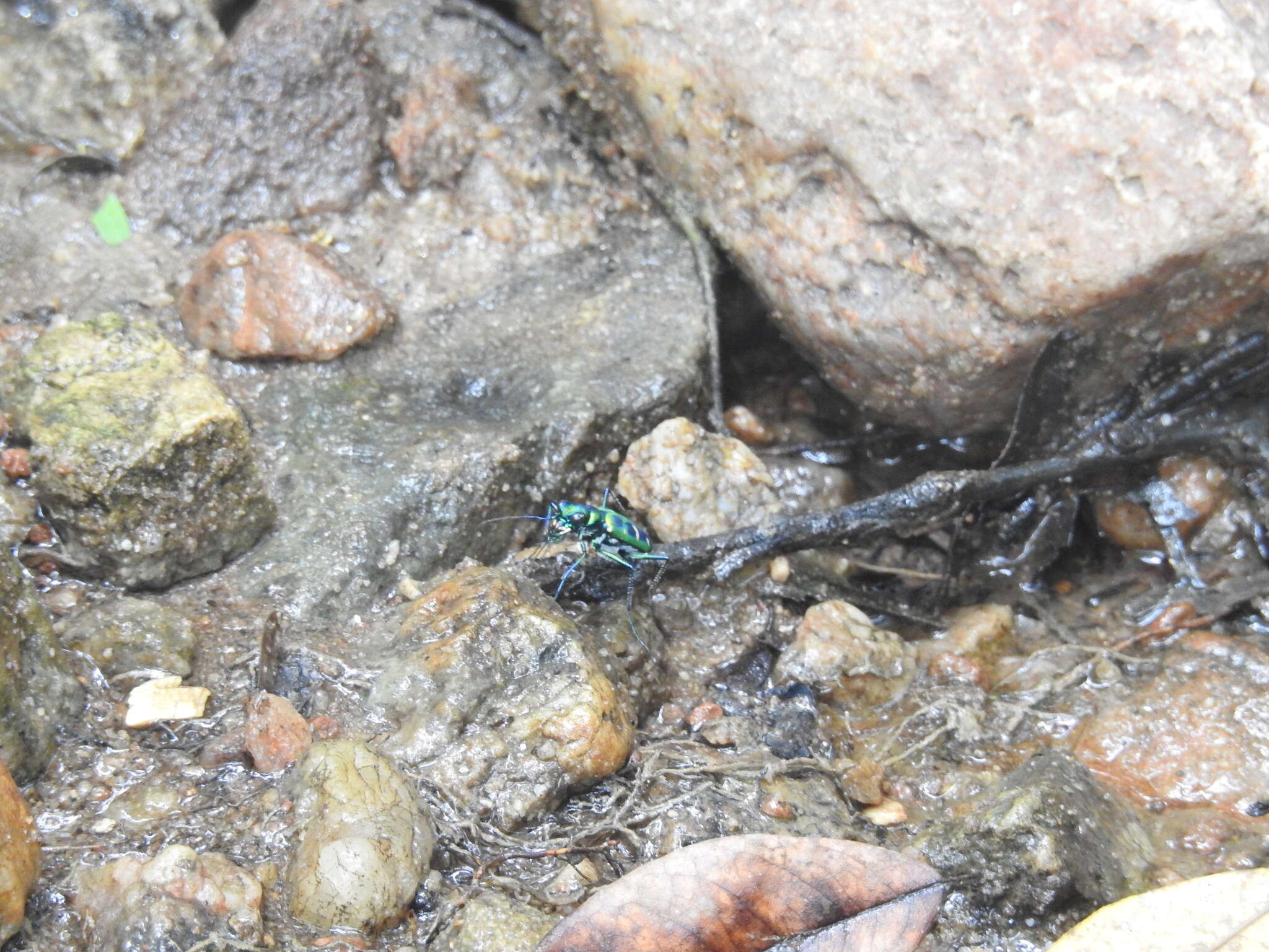 Imagem de Cicindela (Cosmodela) barmanica Gestro 1893