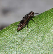 Image of <i>Agrilus <i>lecontei</i></i> lecontei