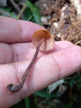 Image de Psilocybe yungensis Singer & A. H. Sm. 1958