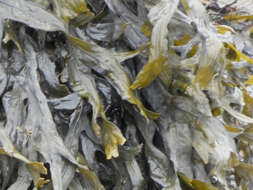 Image of Fucus ceranoides