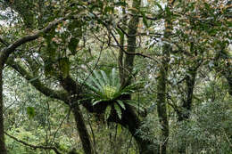 Image of Asplenium antiquum Mak.