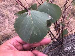 Image of Eucalyptus populnea F. Müll.