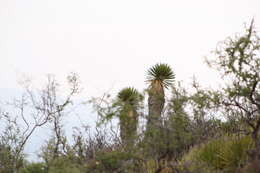 Sivun Yucca carnerosana (Trel.) McKelvey kuva