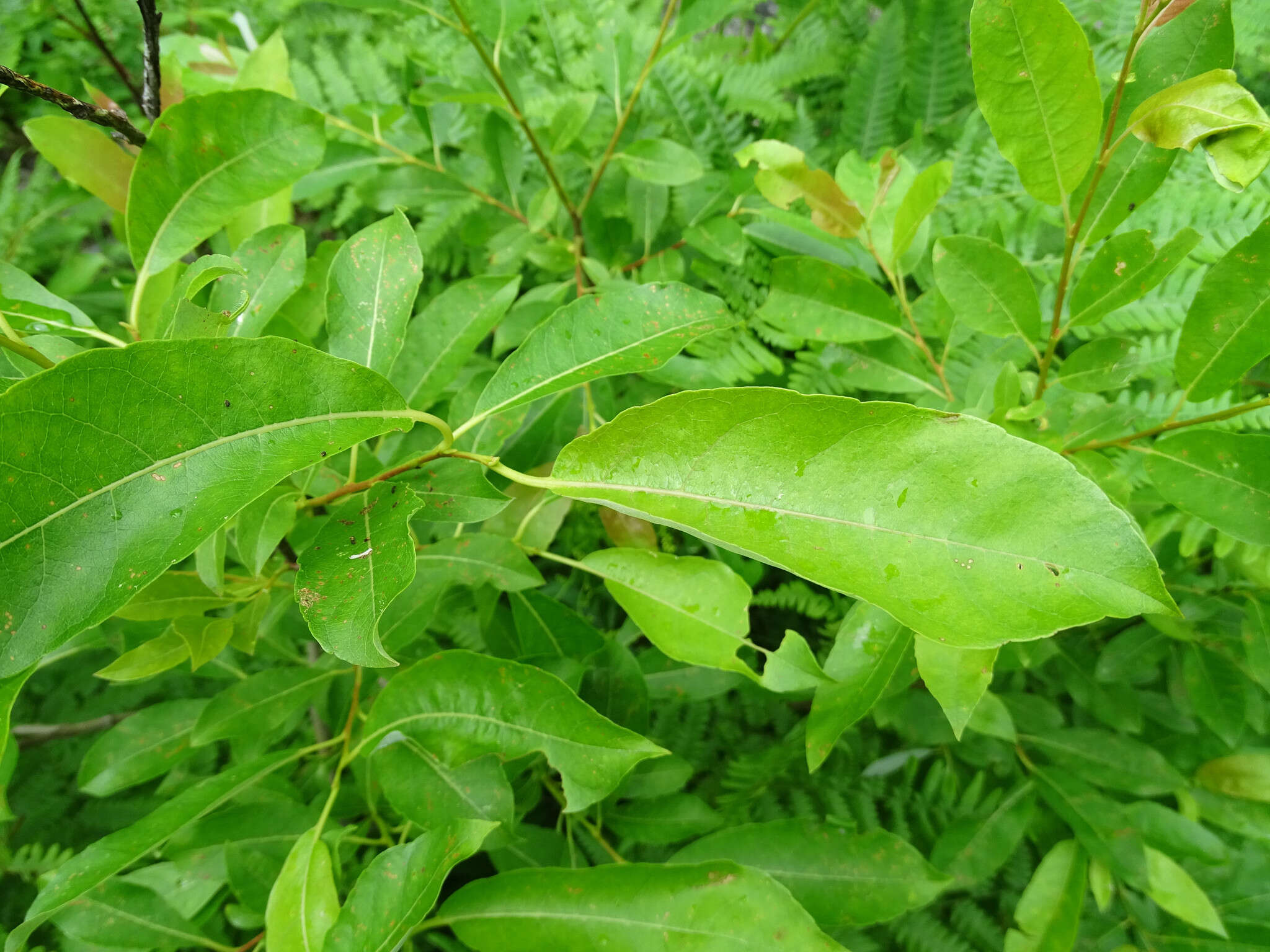 Plancia ëd Salix discolor Muhl.