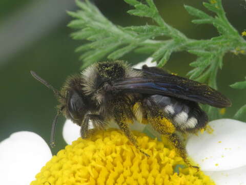 Image of Andrena albopunctata (Rossi 1792)