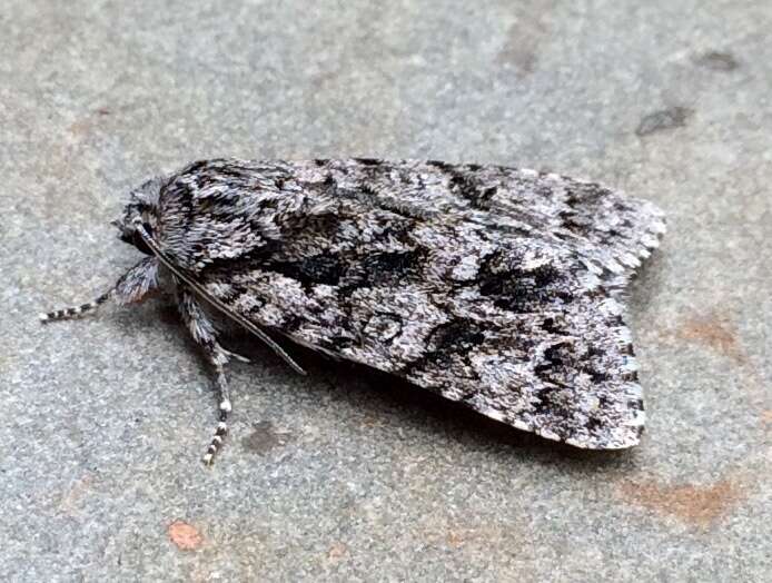 Image of Impressed Dagger Moth