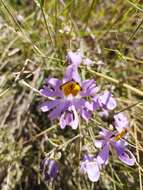 Image of poorman's orchid