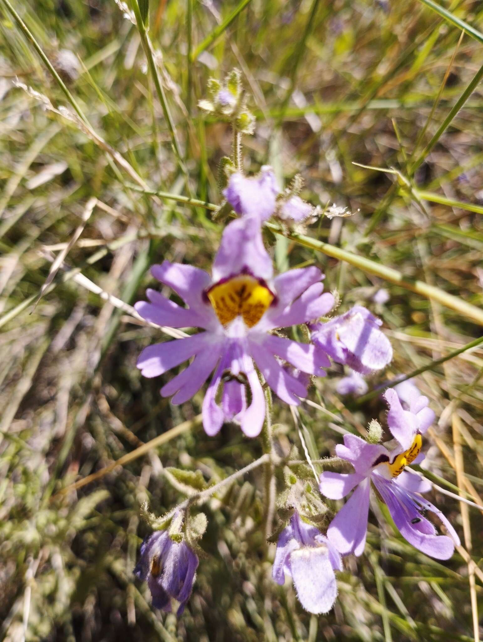 Imagem de Schizanthus pinnatus Ruiz & Pavón