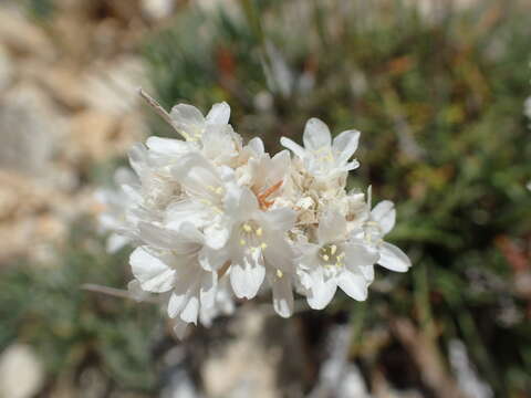 Image of Armeria soleirolii (Duby) Godron