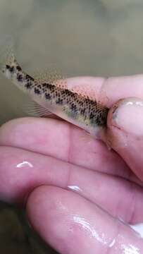 Image of Longfin darter