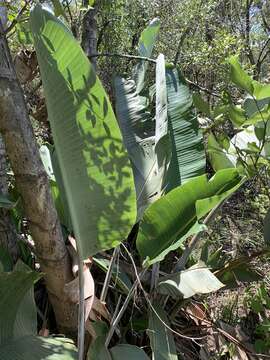 Image of Mountain strelitzia