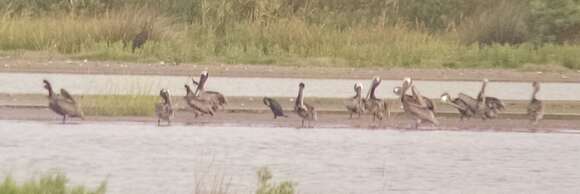 Image of Pelecanus occidentalis carolinensis Gmelin & JF 1789