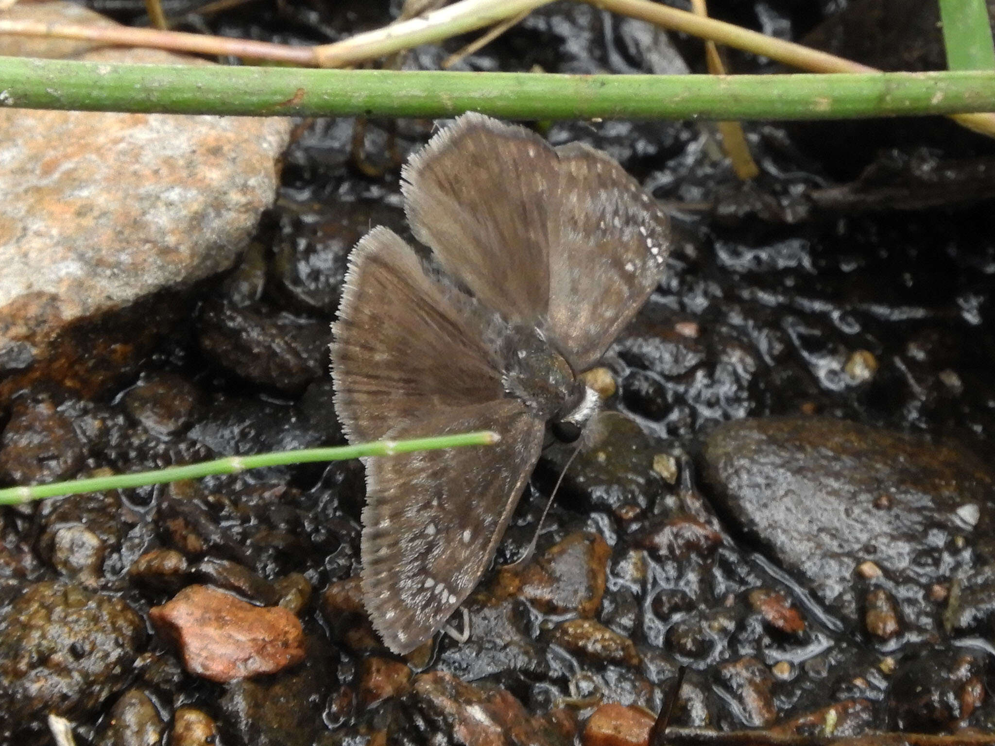 Image de Erynnis meridianus Bell 1927