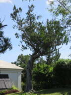 Image of Bermuda Cedar