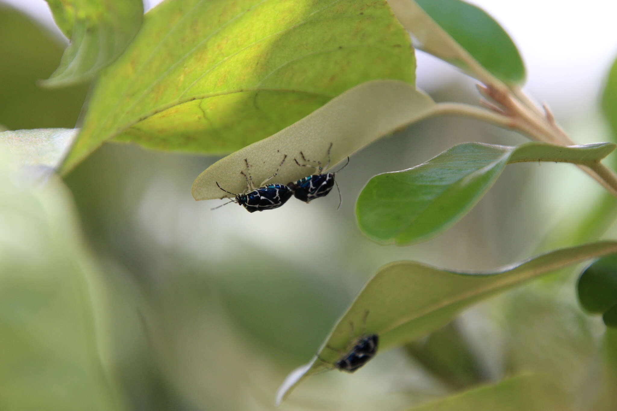 Image of Murgantia violascens (Westwood 1837)