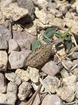 Image of Egg Milkvetch