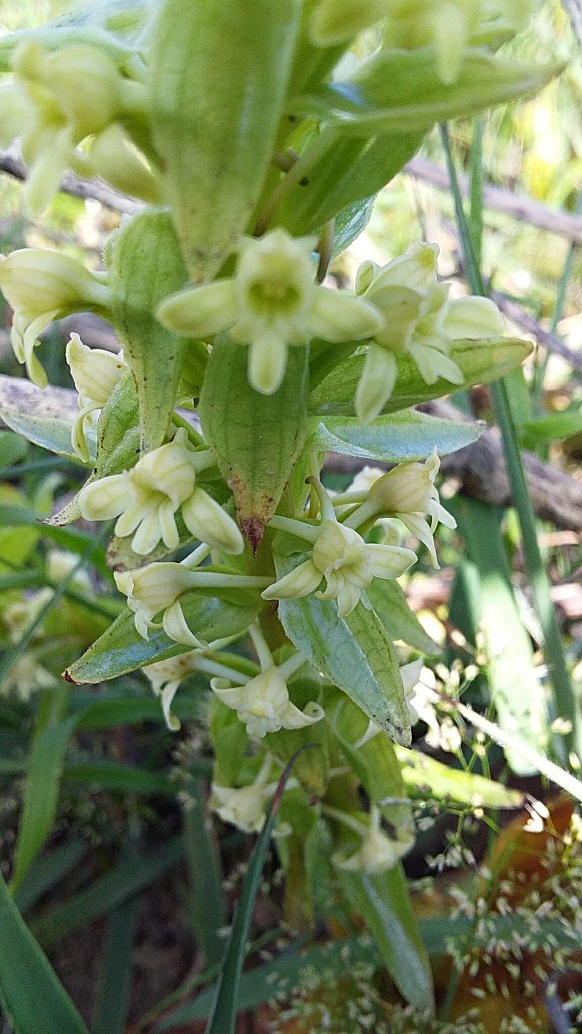 Image de Satyrium humile Lindl.