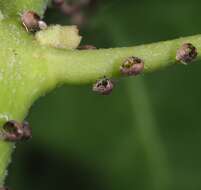 Image of Ivy aphid