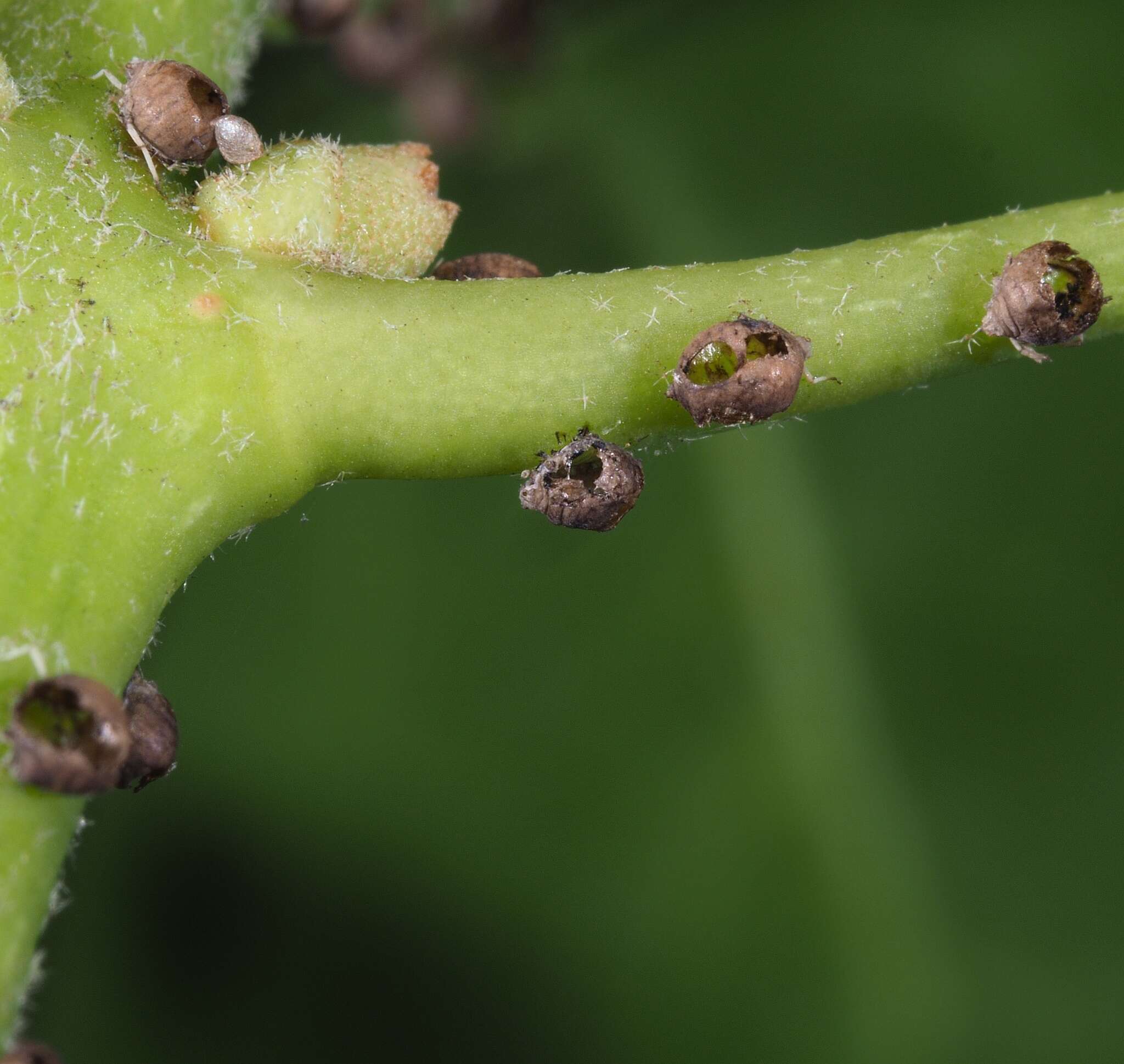 Image of Ivy aphid