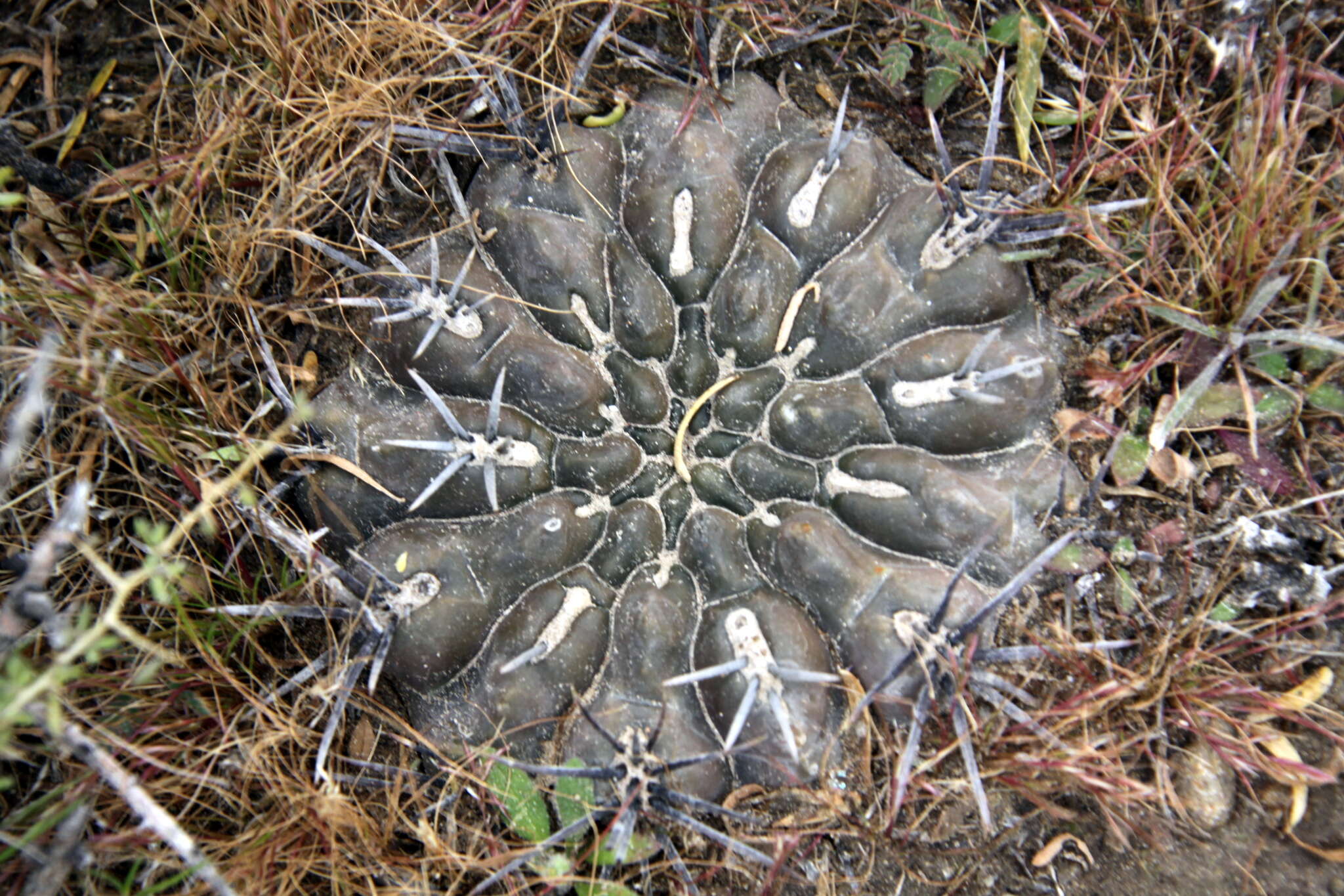 Image of Gymnocalycium gibbosum (Haw.) Pfeiff. ex Mittler